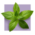 image of holy basil