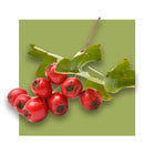 image of Hawthorn berry root