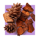 image of pine bark