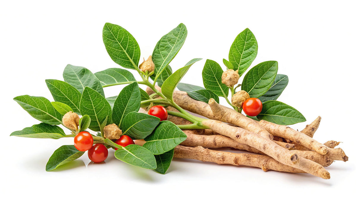 image of ashwaghanda root