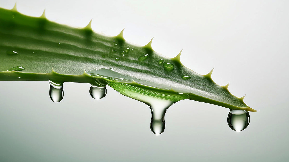 image of aloe leaf dripping 