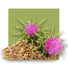 image of milk thistle plant