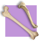 image of bones