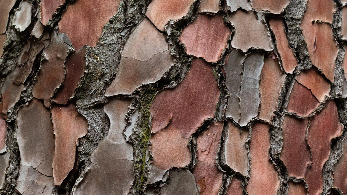 image of French Maritime tree bark