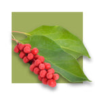 image of Schizandra Chinensis fruit 