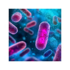 image of bacteria
